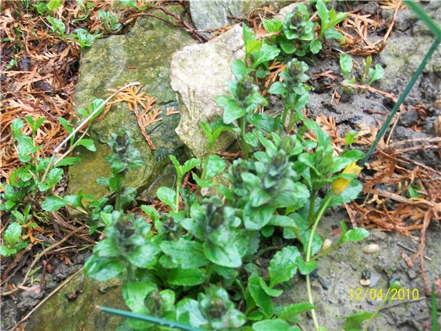 puzava ivica lat. ajuga reptans